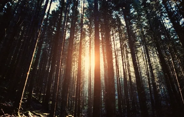 Картинка лес, деревья, природа, солнечные лучи