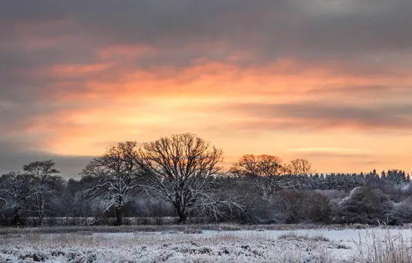 Twilight, trees, sunset, winter, snow, dusk
