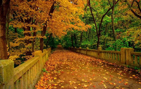 Картинка widescreen, trees, nature, autumn, leaves