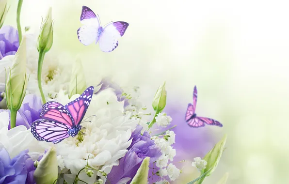 Бабочки, цветы, бутоны, хризантемы, flowers, butterflies, buds, chrysanthemums