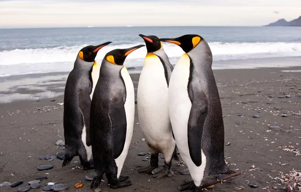 Картинка пингвины, Антарктида, императорские