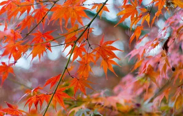 Картинка осень, листья, макро, ветка, клен