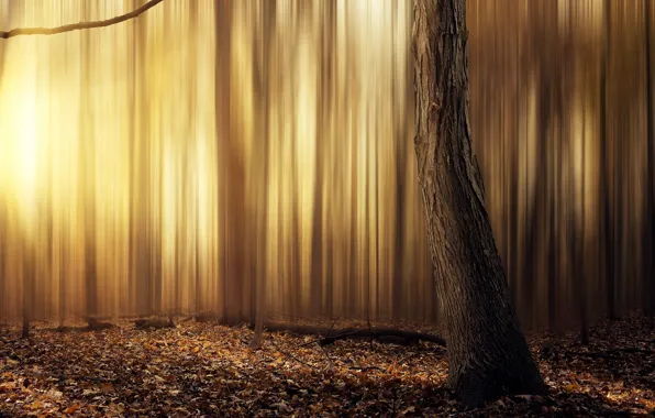 Abstract, forest, yellow, tree, leafs, sun, warm