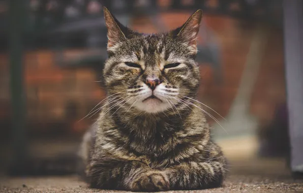 Кошка, портрет, боке