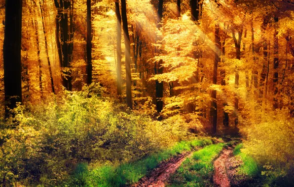 Картинка дорога, осень, лес, трава, солнце, деревья, желтые, кусты