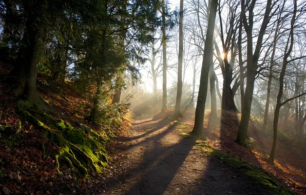 Trees, shadows, sunlight, path, Forest