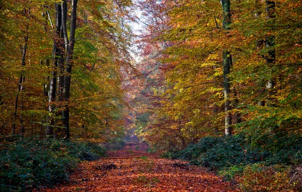 Картинка дорога, осень, лес, листья, деревья, аллея