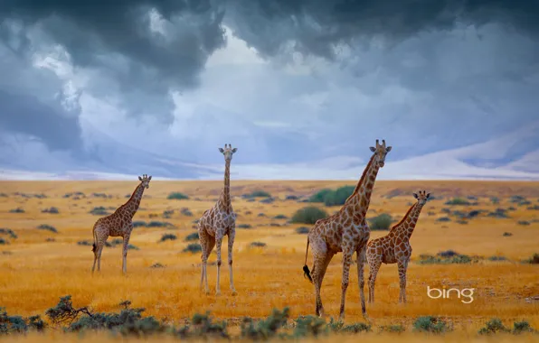 Картинка небо, облака, жирафы, Африка, Namibia