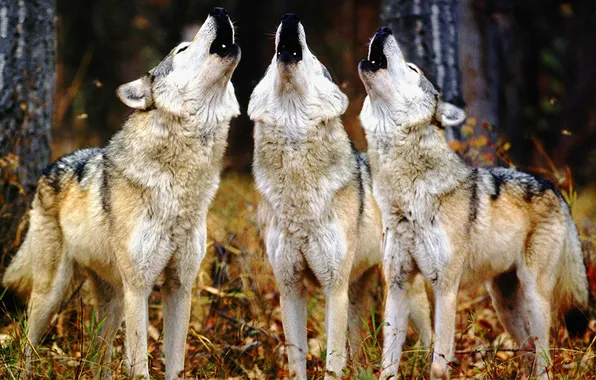 Картинка nature, predator, animal, wolf, wildlife, portrait, portrait., Canis lupus. face