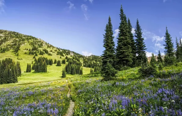 Картинка лето, деревья, цветы, ели, тропинка, штат Вашингтон, Washington State, North Cascades National Park