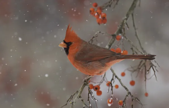 Картинка зима, природа, ягоды, птица, ветка, кардинал