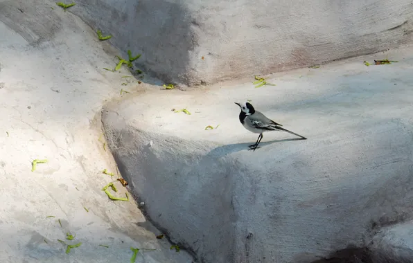 Widescreen, птица, обои, камень, wallpaper, птичка, bird, широкоформатные