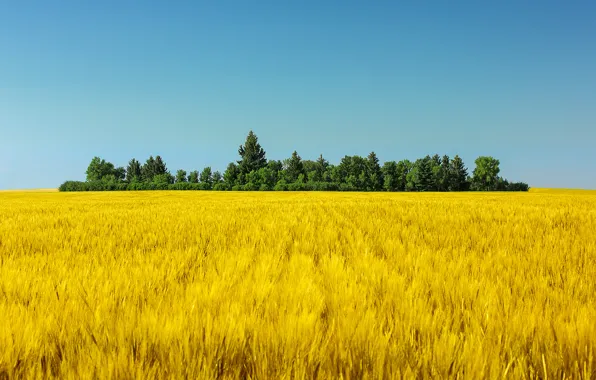 Небо, деревья, green, sky, trees, blue sky, голубое небо, wheat