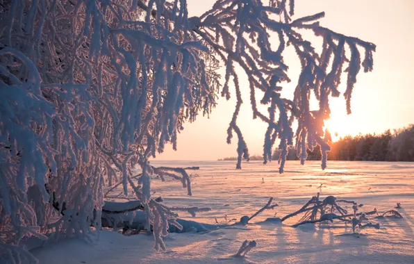 Зима, иней, солнце, снег, деревья
