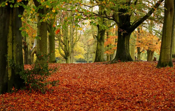 Осень, листья, деревья, парк, листва, Англия, Лондон, London