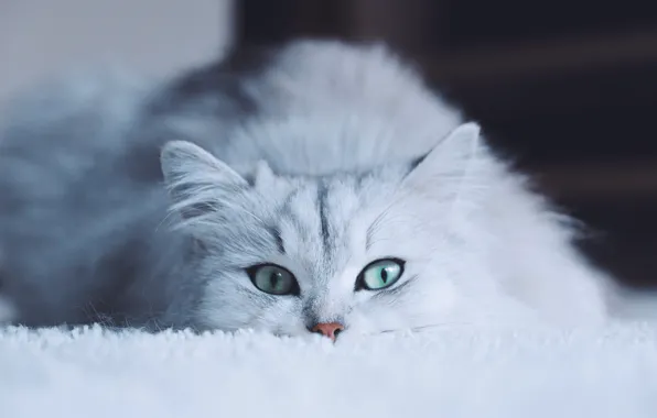 Картинка кошка, белый, глаза, кот, взгляд, морда, фон, портрет