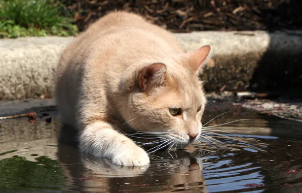 Картинка кошка, взгляд, морда, вода, жажда