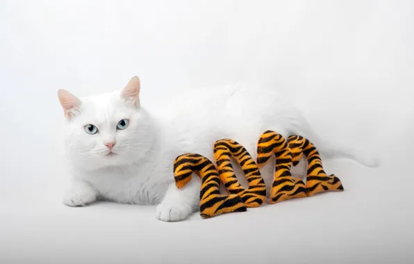 Кошка, кот, полоски, цифры, белый фон, Новый год, лежит, белая