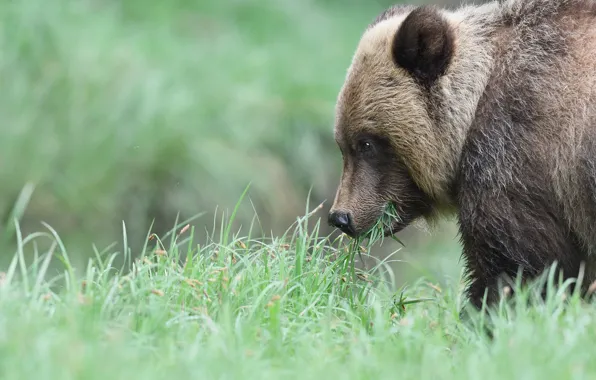 Картинка трава, морда, поляна, медведь, профиль, медвежонок