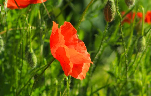 Red, flower, poppy