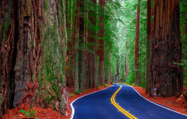 Дорога, лес, деревья, United States, California, Redwood State Park