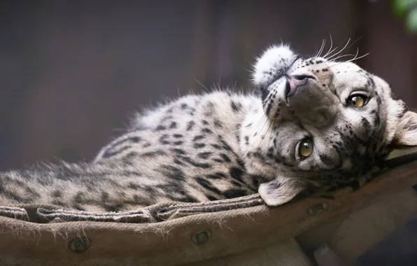 Взгляд, морда, snow leopard