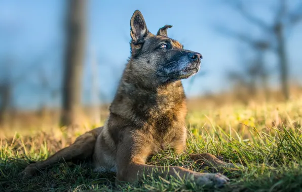 Взгляд, друг, собака