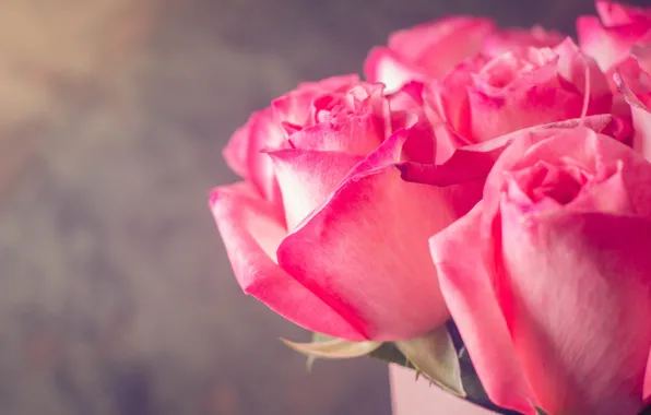 Цветы, розы, букет, розовые, pink, roses, Abelena