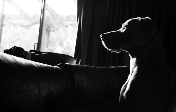 Картинка light, dog, window