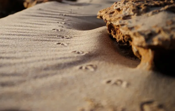 Картинка песок, макро, следы, камни, берег, побережье, камень, пляжи