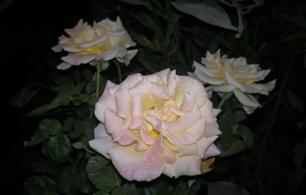 Widescreen, wallpaper, rose, flower, flowers, background, roses, pink rose