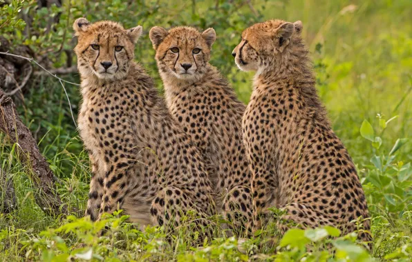 Картинка гепард, трио, дикая кошка, троица