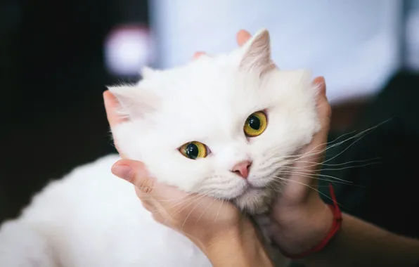 Кошка, глаза, кот, взгляд, фон, портрет, руки, белая