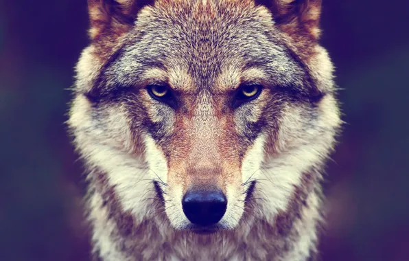 Nature, predator, animal, wolf, wildlife, Canis lupus., portrait.