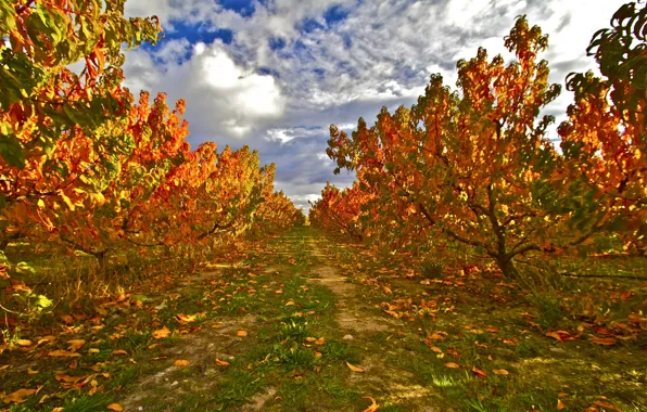 Осень, лес, небо, листья, облака, сад, тропинка