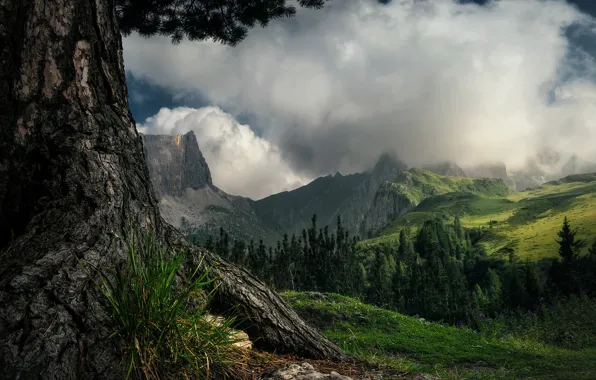 Картинка лес, трава, облака, пейзаж, горы, природа, дерево, склон