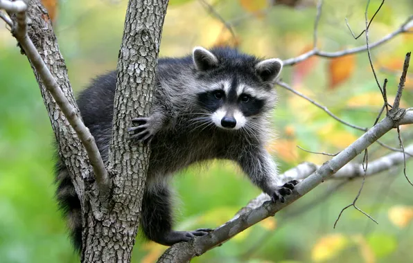 Raccoon, trash panda, in a tree
