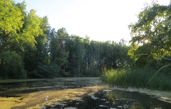 Лесная, протока, Заросшая