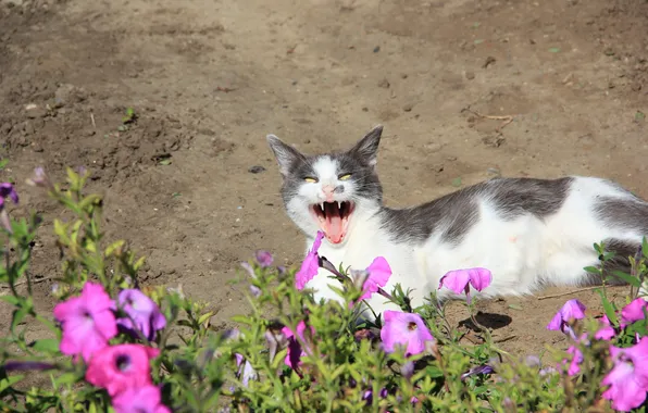 Кошка, животные природа, домашние животныe