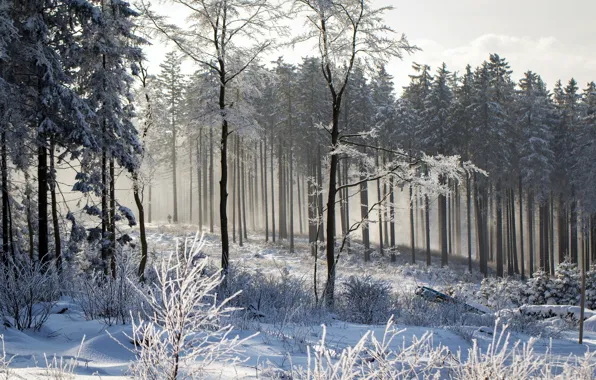 Картинка зима, лес, пейзаж, природа