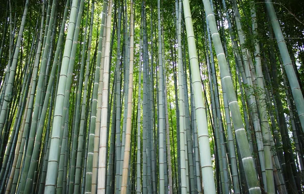Лес, бамбук, ствол