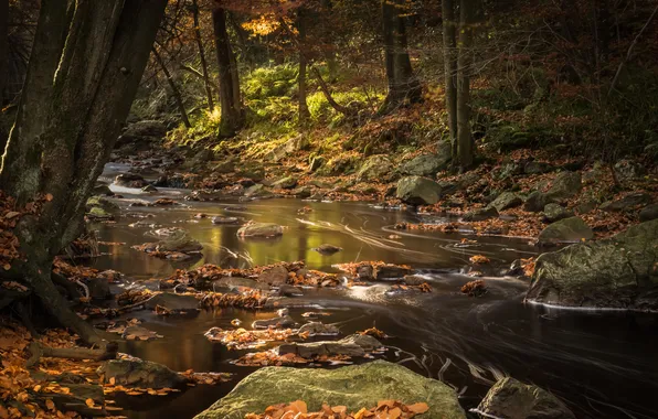 Осень, лес, река