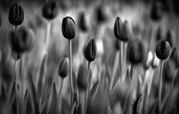 Цветы, обои, тюльпаны, черно-белое фото