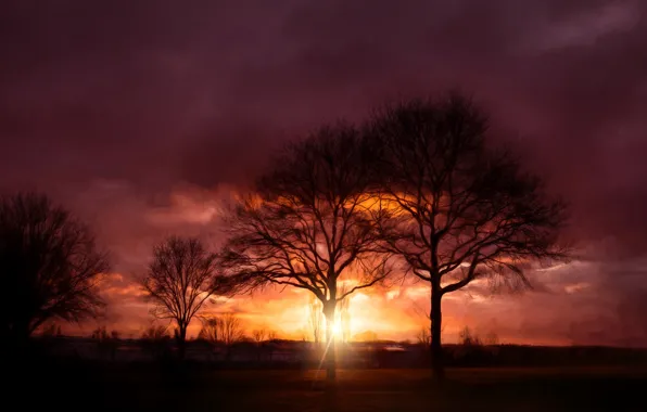 Картинка лучи, деревья, закат