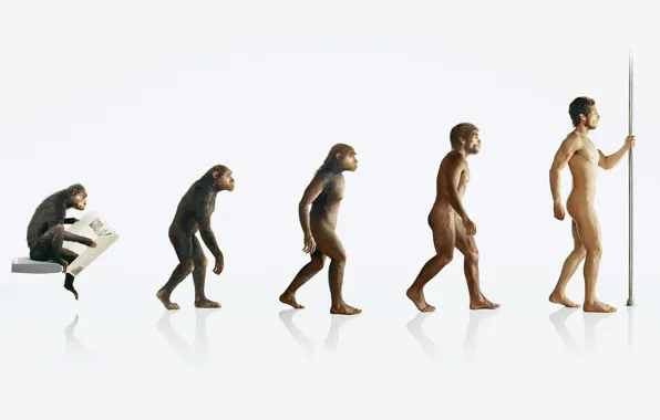 Картинка человек, обезьяна, эволюция