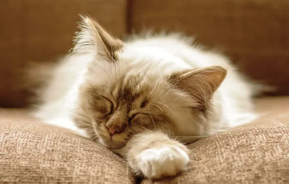 Кошка, кот, котенок, диван, пушистый, спит