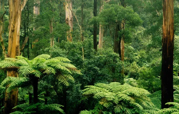Картинка лес, листья, деревья, заросли, Виктория, Австралия, папоротник, Шербрук