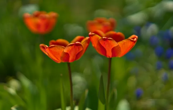 Картинка зелень, свет, цветы, красный, весна, лепестки, тюльпаны, бутоны