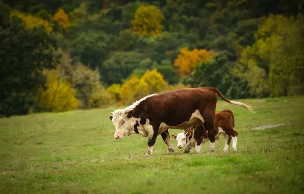 Корова, пастбище, телёнок