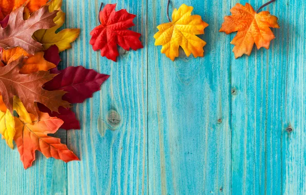 Картинка осень, листья, дерево, клён